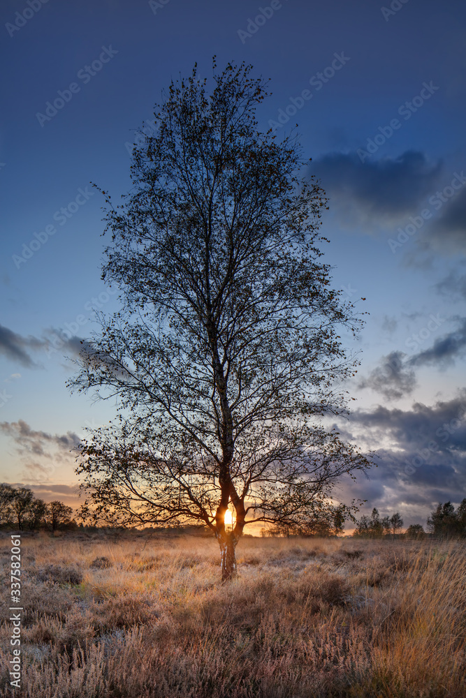 Birch tree at sunset on a tranquil heat-land in The Netherlands