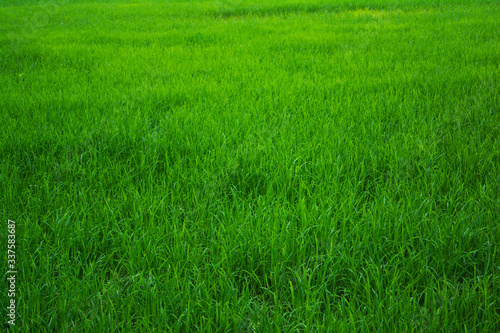 Close-up view of a green rice field