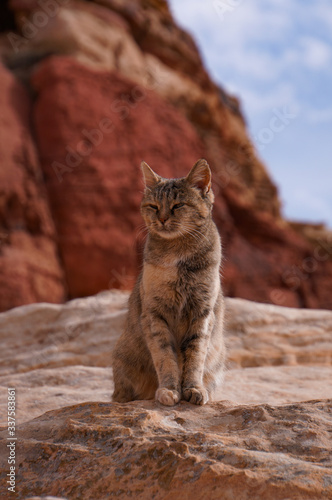 cat on the rocks © Thomas