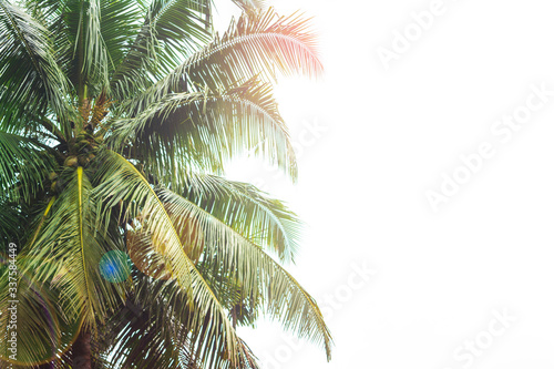 Fototapeta Naklejka Na Ścianę i Meble -  Tropical coconut palm tree on sunlight