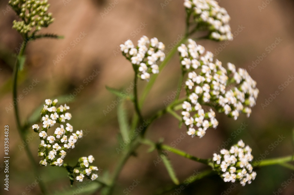 Milfoil flower of white color in the summer field Milfoil flower of white color in the summer field