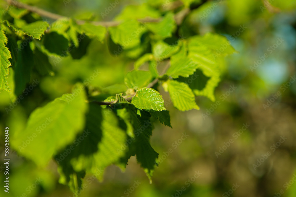 Young hazelnut leaves on the tree. Nature in spring Young hazelnut leaves on the tree. Nature in spring
