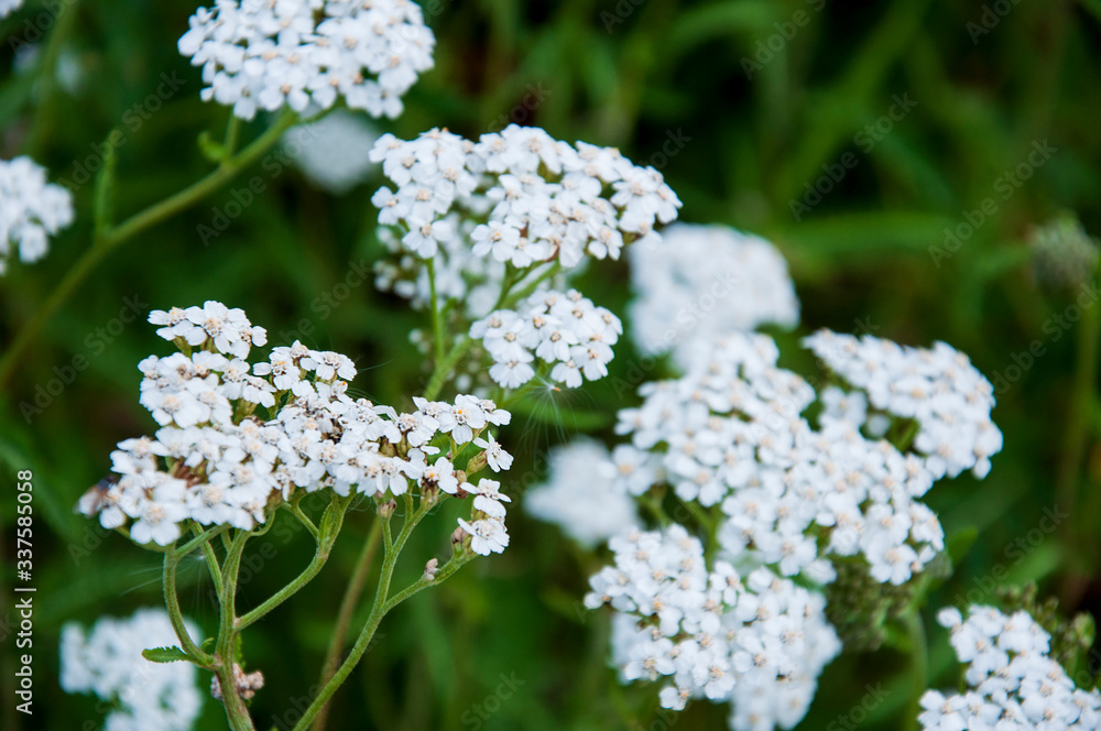 Milfoil flower of white color in the summer field Milfoil flower of white color in the summer field