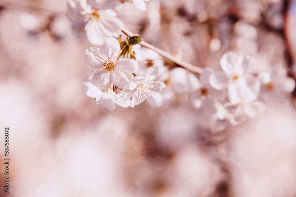Cherry blossom. Spring bloom. Flowers on a tree Cherry blossom. Spring bloom. Flowers on a tree