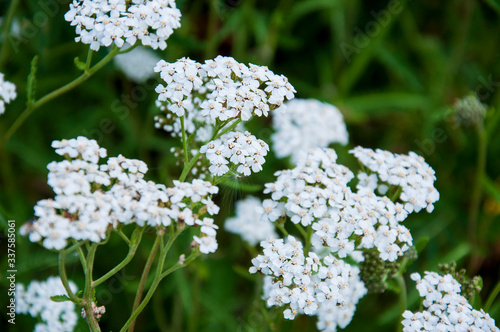 Milfoil flower of white color in the summer field