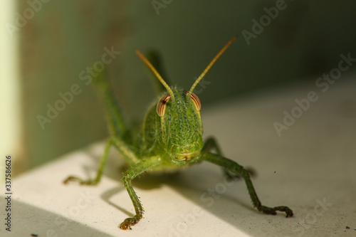 green grasshopper the symbol of luck