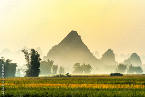 Rice and rice field in Trung Khanh, Cao Bang, Vietnam. Landscape of area Trun...