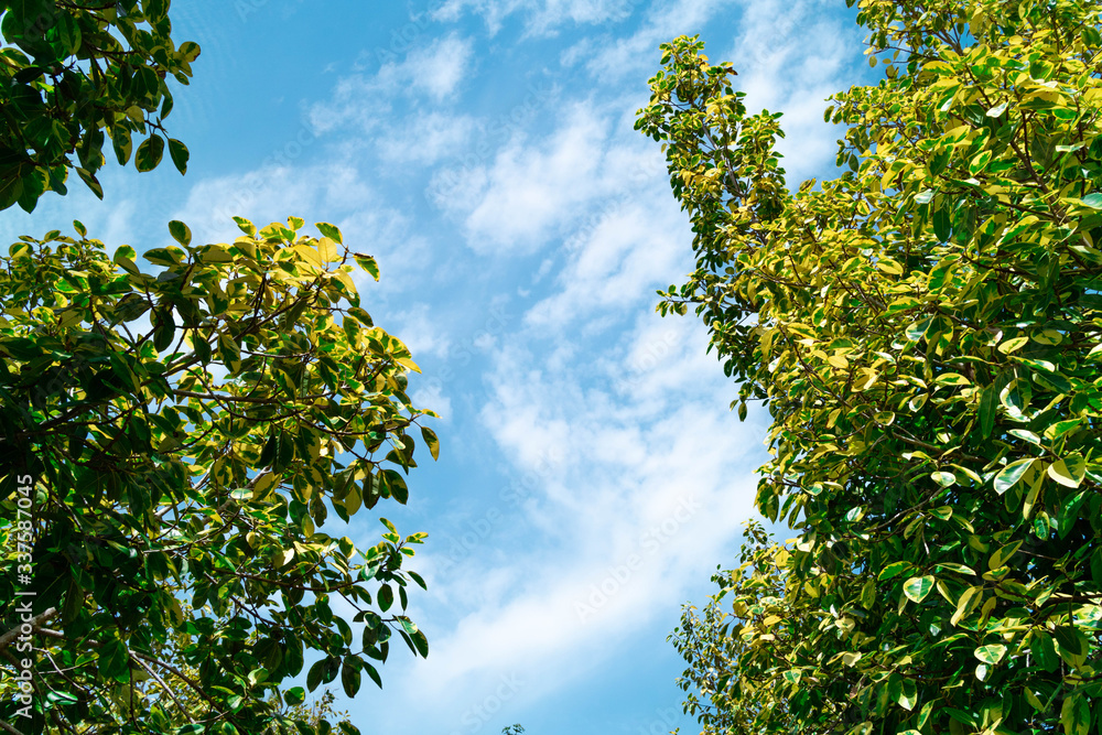 Green foliage background cloudy sky.CR2 Green foliage background cloudy sky.CR2