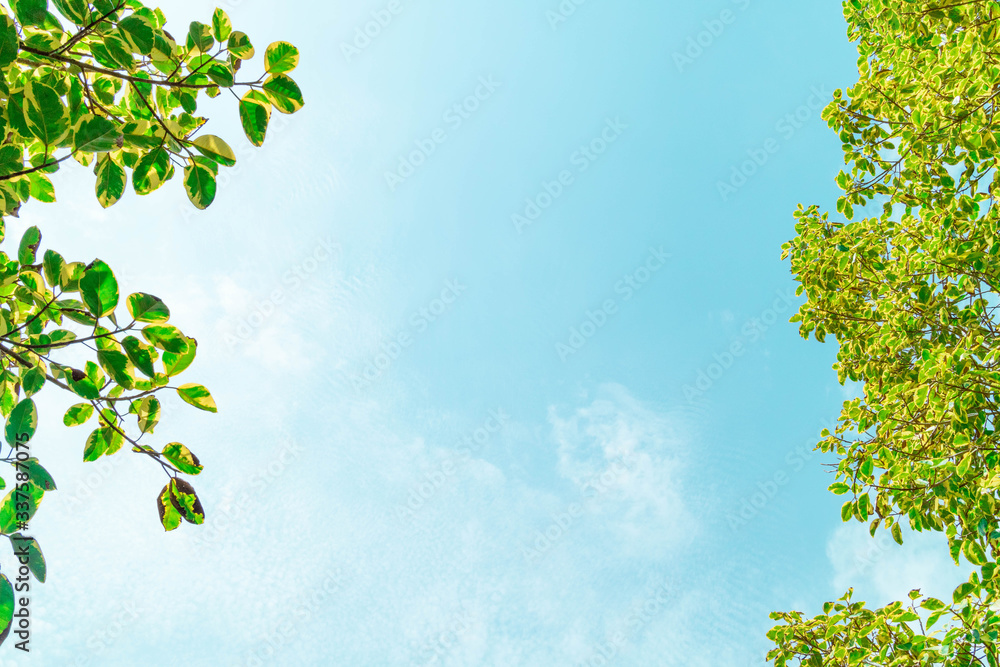 Green foliage background cloudy sky.CR2 Green foliage background cloudy sky.CR2