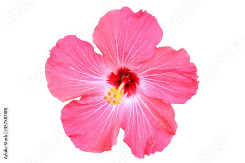 Hawaiian hibiscus flower