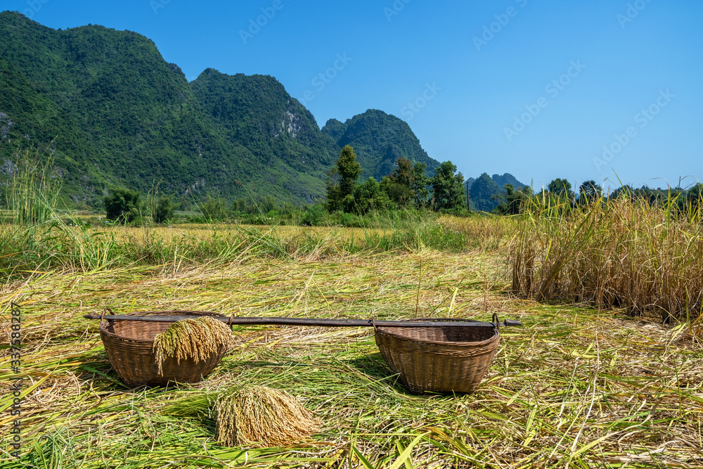 Harvested rice to breed for the next crop, in the field, Trung Khanh, Cao Bang, Vietnam Harvested rice to breed for the next crop, in the field, Trung Khanh, Cao Bang, Vietnam