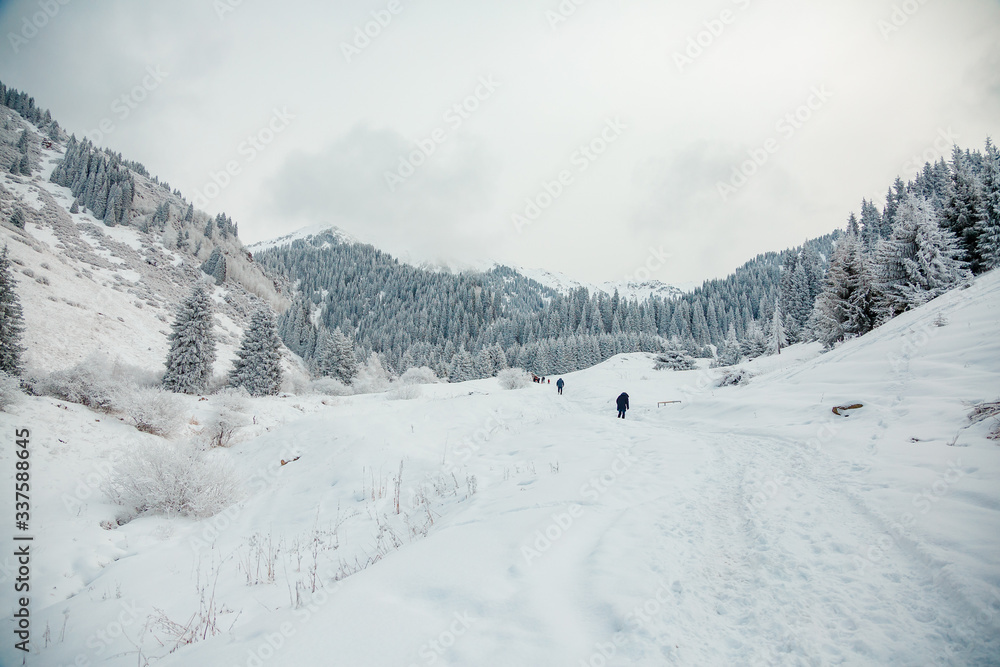 Back view of persons walking in beautiful winter mountain forest