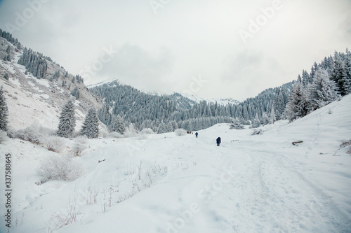 Back view of persons walking in beautiful winter mountain forest © John