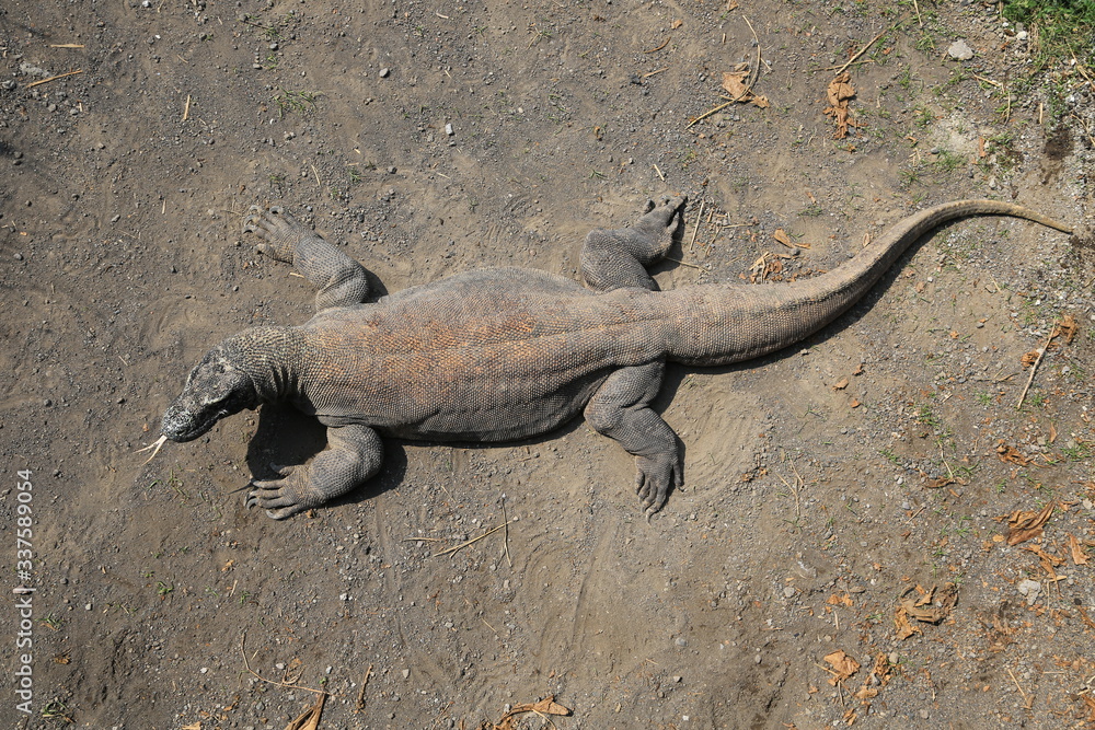 Wildlife shot of a Komodo Dragon Wildlife shot of a Komodo Dragon