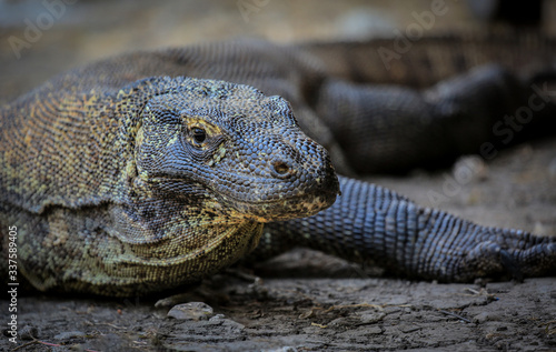 Wildlife shot of a Komodo Dragon