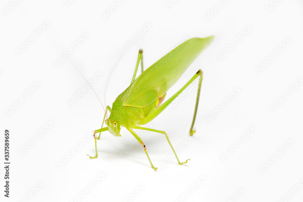 Green Leaf Grasshopper on White Background. Green Leaf Grasshopper on White Background.