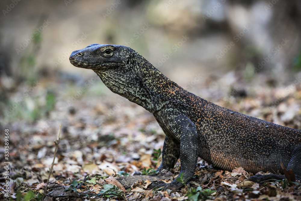 Wildlife shot of a Komodo Dragon Wildlife shot of a Komodo Dragon