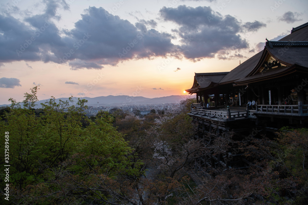 Fototapeta premium 清水寺の本堂とサクラ