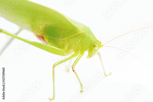 Green Leaf Grasshopper on White Background.