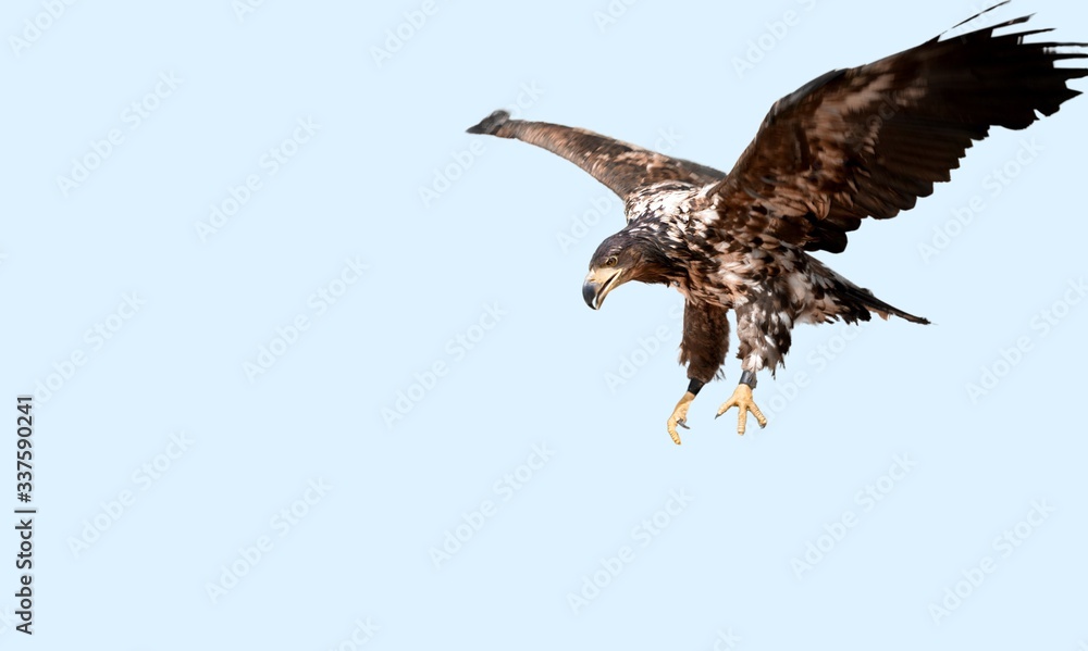 Obraz premium Soaring.