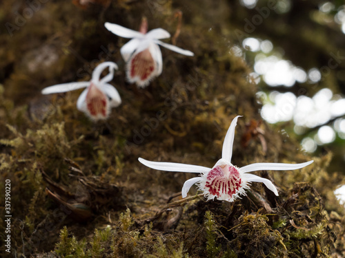 White and red wild orchid on tree in a forest of the Himalayas. Pleione humilis species. photo