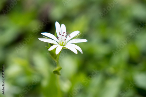 White flower in a green field. Soft focus background. Stellaria longipes species. photo