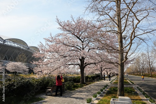 日本の青空の桜とサッカー場 photo