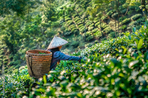 The farmer on tea plantations background , Tea plantations in morning light, ...