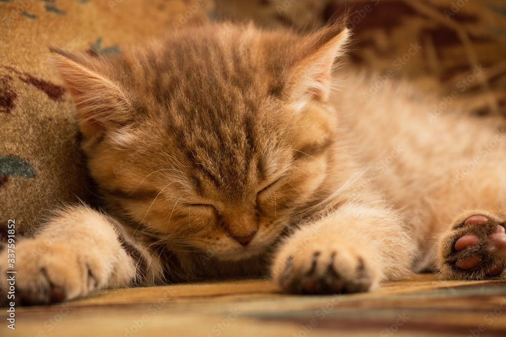 British Shorthair Kitten Sleeps