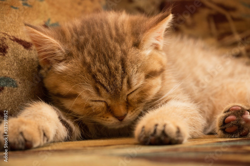 British Shorthair Kitten Sleeps