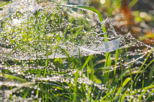 green grass covered with cobweb rose on the sky background