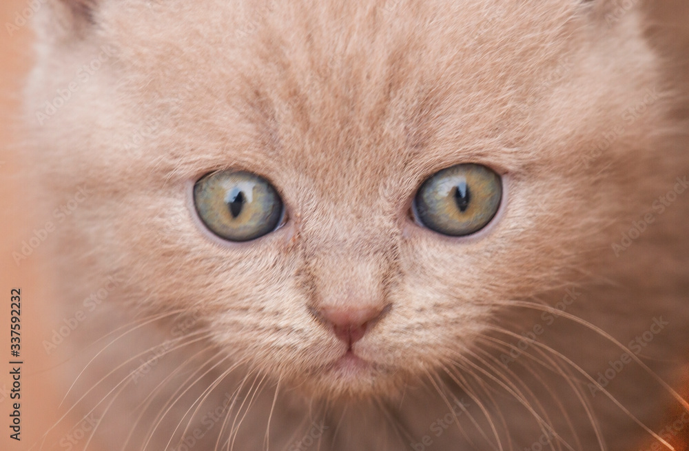 lilac kitten portrait