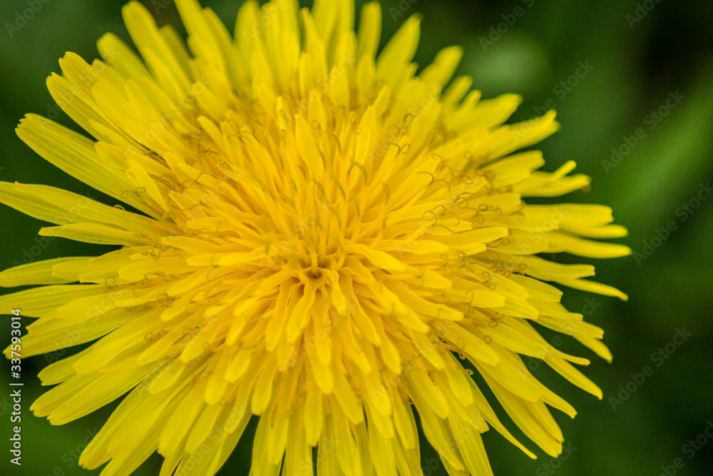 Blooming yellow dandelion, dandelion taraxacum flower in the garden, wild plant outdoors Blooming yellow dandelion, dandelion taraxacum flower in the garden, wild plant outdoors