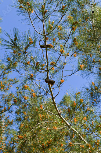 Pine Tree in Nature
