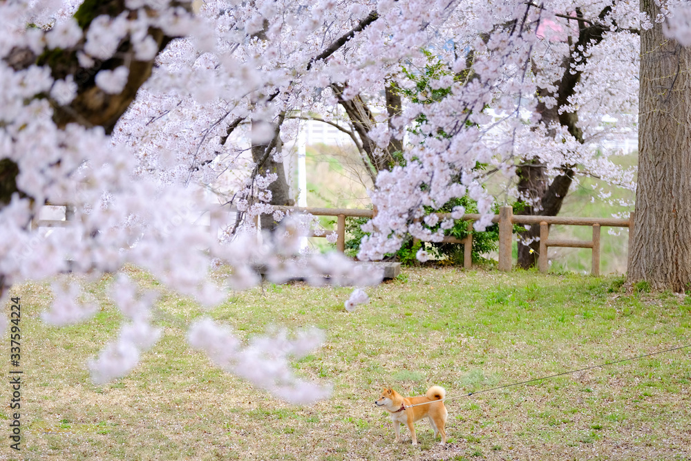 春の風景
