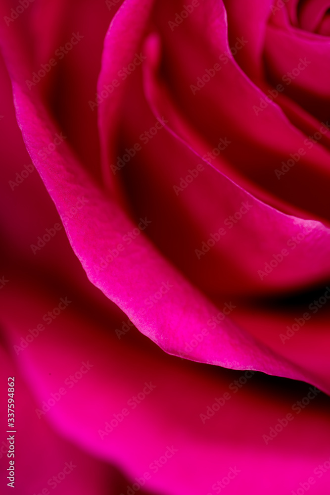 Beautiful pink rose flower as an abstract background Beautiful pink rose flower as an abstract background