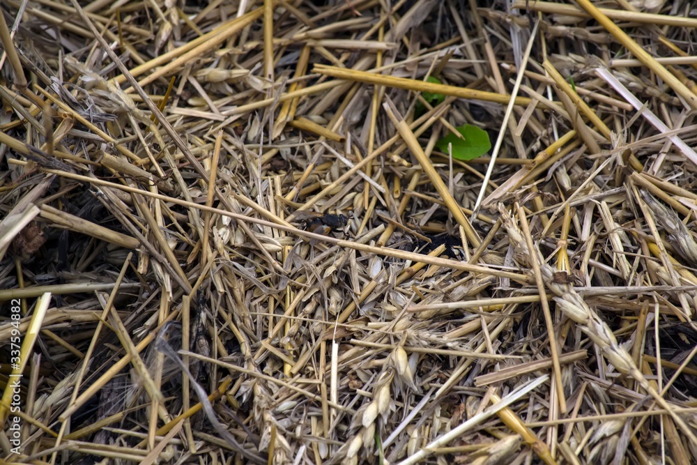 Grass in autumn close up