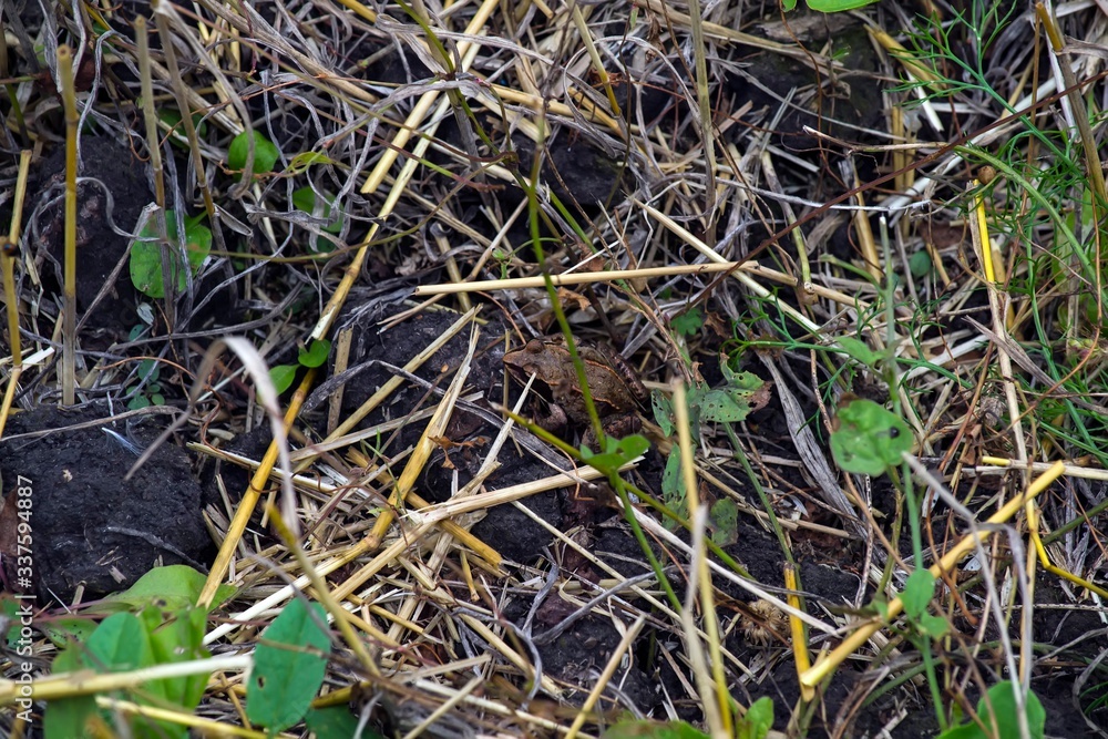 Gray frog in the grass