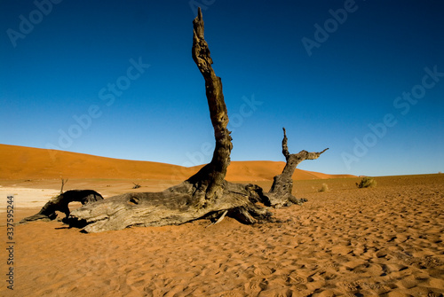 dead tree in the desert © Christine