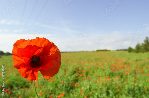 poppy field with blue sky
