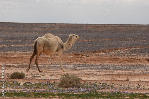 A herd of camels wandering through the deserts of eastern Jordan during the desert flowering. Camels looking for food on dry hard ground.