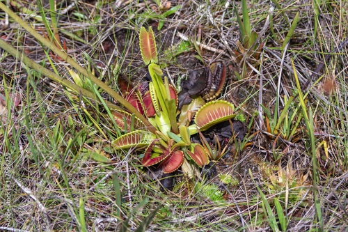 Venusfliegenfalle (Dionaea muscipula) im Liberty County, Florida, USA photo