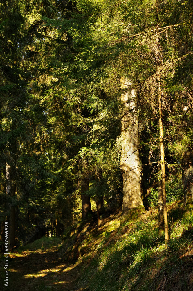 Obraz premium the Black Forest in action