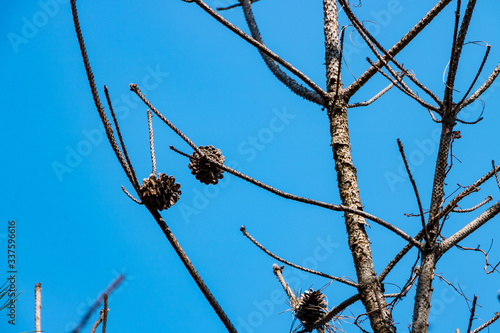 Dead Branches in the Blue Sky