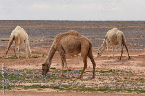 A herd of camels wandering through the deserts of eastern Jordan during the desert flowering. Camels looking for food on dry hard ground.