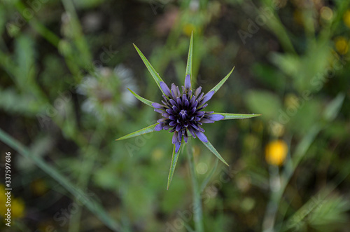 purple thistle flower in spring