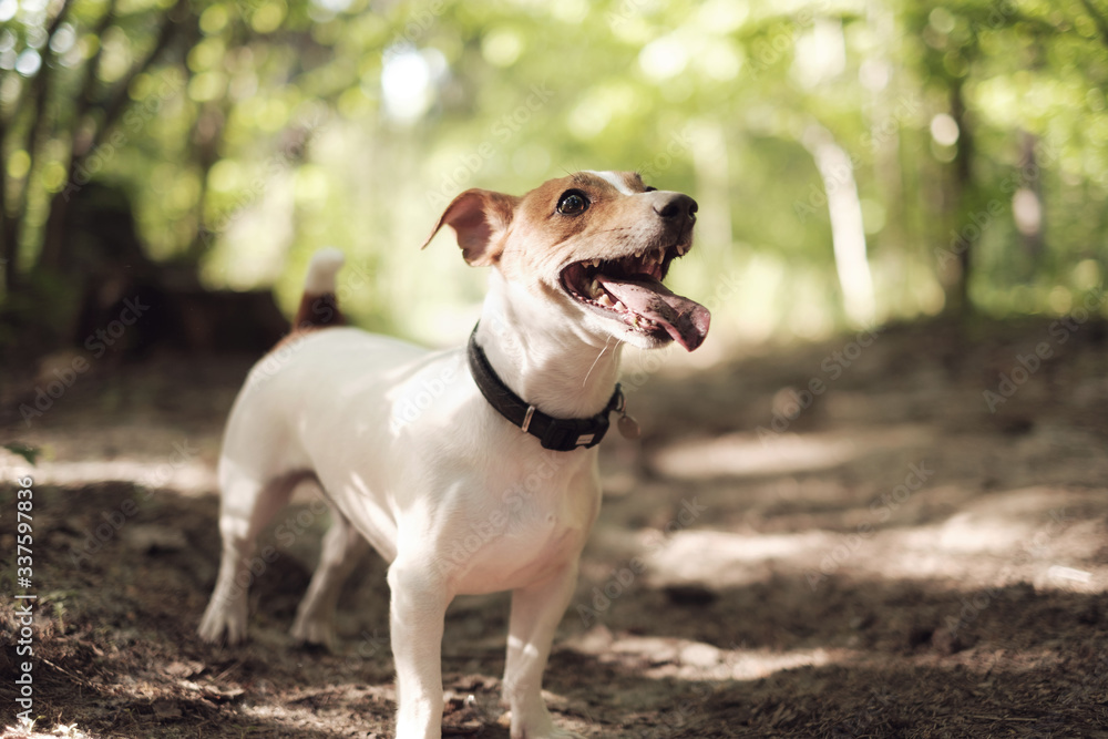 Happy dog, jack russell with playing in the forest Happy dog, jack russell with playing in the forest
