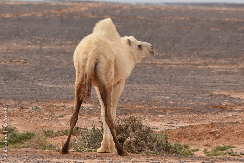 A herd of camels wandering through the deserts of eastern Jordan during the desert flowering. Camels looking for food on dry hard ground. A herd of camels wandering through the deserts of eastern Jordan during the desert flowering. Camels looking for food on dry hard ground.