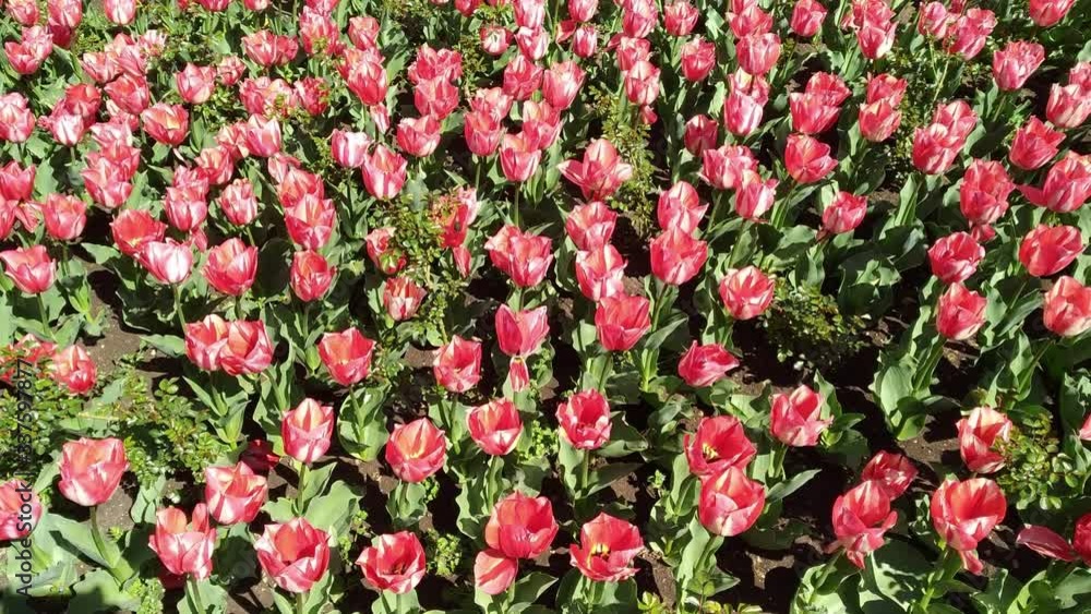 multicolor flowerbed of tulips spring flower multicolor flowerbed of tulips spring flower