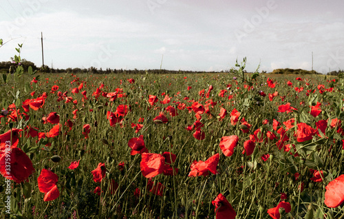 field of red poppies
